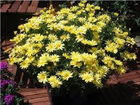 Однолетние растения Аргирантемум Yellow черенок 20грн, Р9 35грн